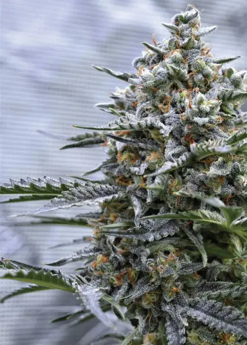 Golden Gun by Speedrun Seeds, Autoflower cannabis strain