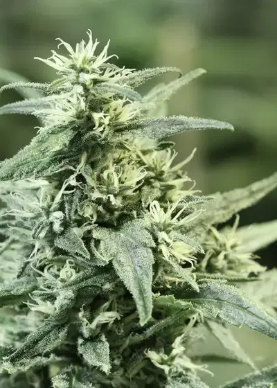 Golden Haze by The Devils Harvest Seeds, Photoperiod cannabis strain