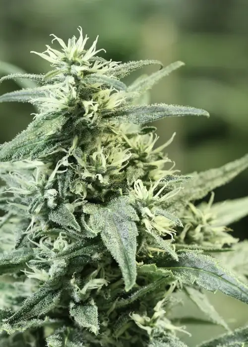 Golden Haze by The Devils Harvest Seeds, Photoperiod cannabis strain