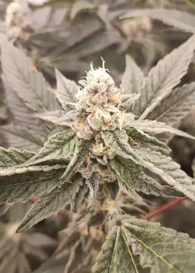 Golden Pussy by The Grateful Seeds, Photoperiod cannabis strain
