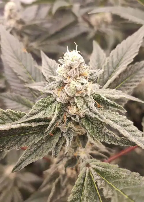 Golden Pussy by The Grateful Seeds, Photoperiod cannabis strain