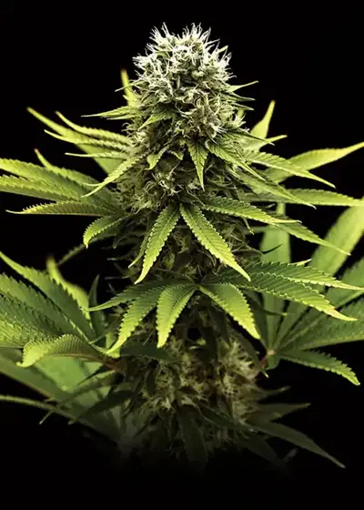 Golden State Amnesia Auto by Caligen, Autoflower cannabis strain