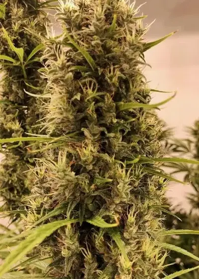 Golden Tiger Thai Dominant 3rd version by ACE Seeds, Photoperiod cannabis strain