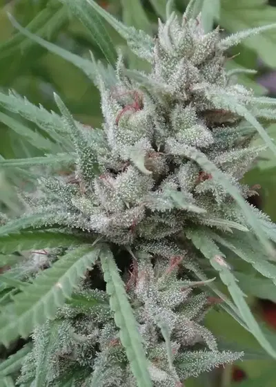Golden Tiger by ACE Seeds, Photoperiod cannabis strain