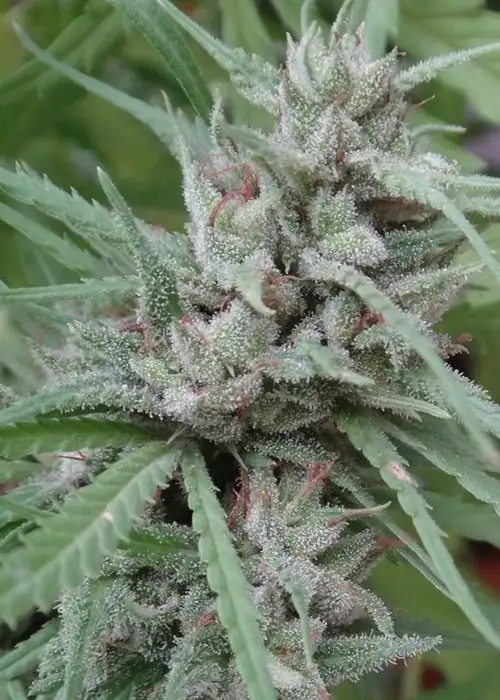 Golden Tiger by ACE Seeds, Photoperiod cannabis strain
