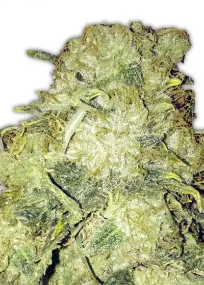 Goldmine by Heavyweight Seeds, Photoperiod cannabis strain