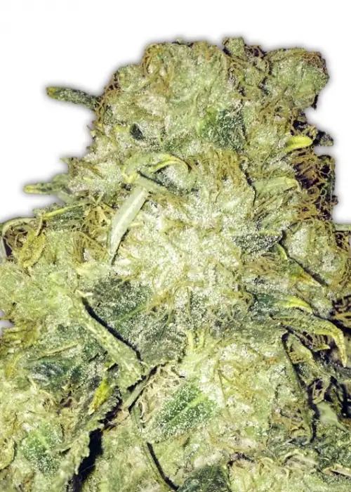 Goldmine by Heavyweight Seeds, Photoperiod cannabis strain