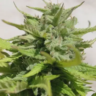 Goliat Auto cannabis strain