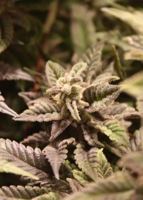 Golosa by Delicious Seeds, Photoperiod cannabis strain