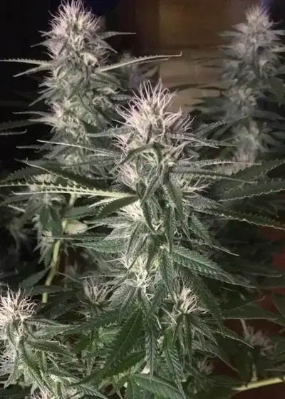 Goo-Che by Norstar Genetics, Photoperiod cannabis strain