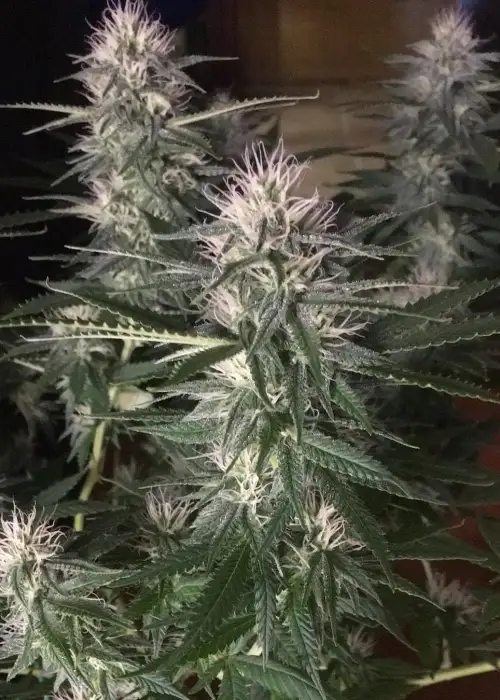 Goo-Che by Norstar Genetics, Photoperiod cannabis strain