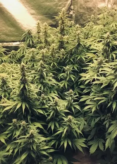 Good Shit Autoflowering by Phoenix Seeds, Autoflower cannabis strain