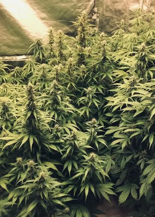 Good Shit Autoflowering by Phoenix Seeds, Autoflower cannabis strain