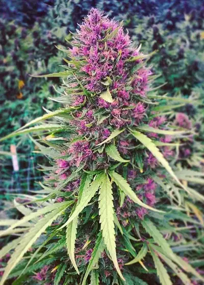 Good Shit by Phoenix Seeds, Photoperiod cannabis strain