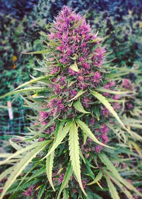 Good Shit by Phoenix Seeds, Photoperiod cannabis strain