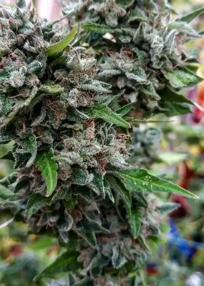 Gorila Bilbo by Genehtik, Photoperiod cannabis strain