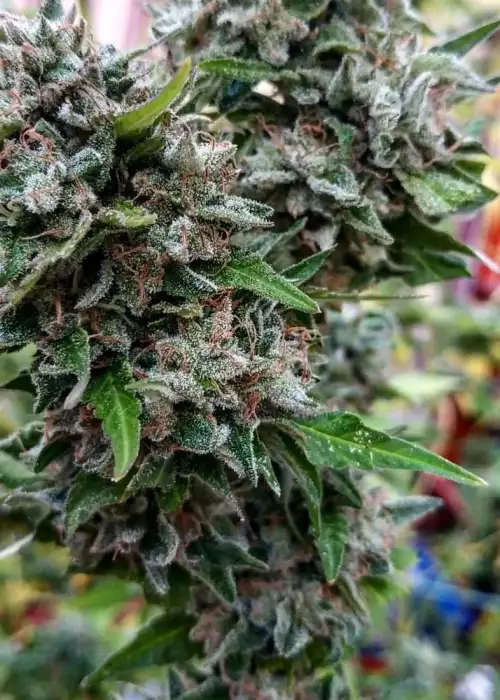 Gorila Bilbo by Genehtik, Photoperiod cannabis strain