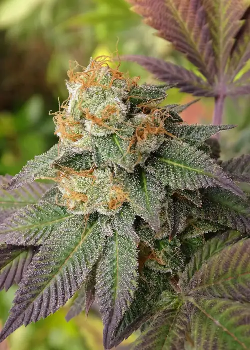 Gorilash by Silver River Seeds, Photoperiod cannabis strain