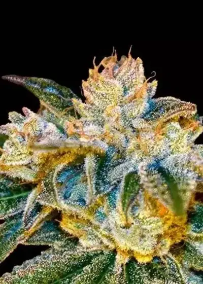Gorilla 4 Fast cannabis strain