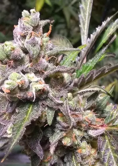 Gorilla Automatic by Urban Legends, Autoflower cannabis strain