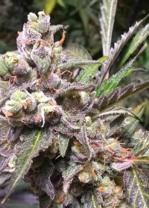 Gorilla Automatic by Urban Legends, Autoflower cannabis strain