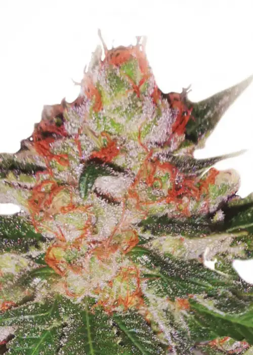 Gorilla Banana by Royal Queen Seeds, Photoperiod cannabis strain