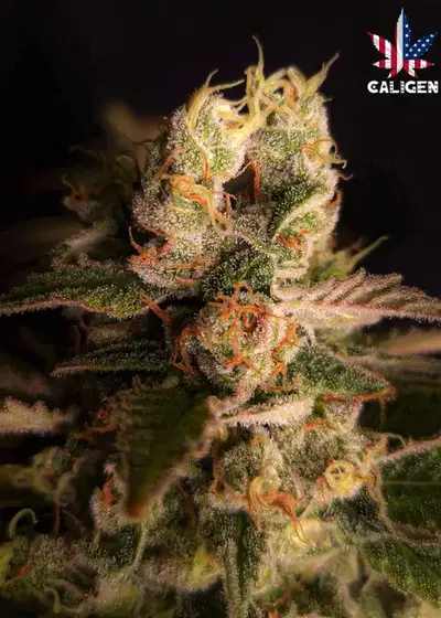 Gorilla Bastard Auto by Caligen, Autoflower cannabis strain