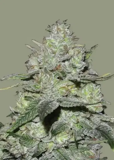 Gorilla Bomb by Bomb Seeds, Photoperiod cannabis strain