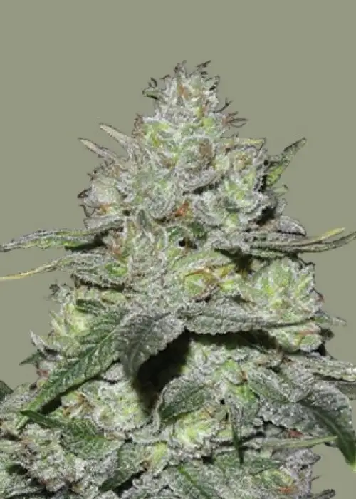 Gorilla Bomb by Bomb Seeds, Photoperiod cannabis strain