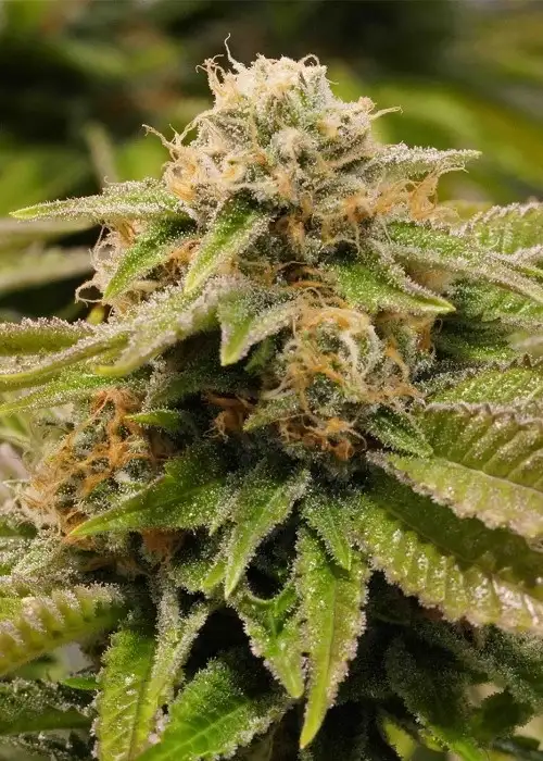 Gorilla Breath by Humboldt Seed Organization, Photoperiod cannabis strain