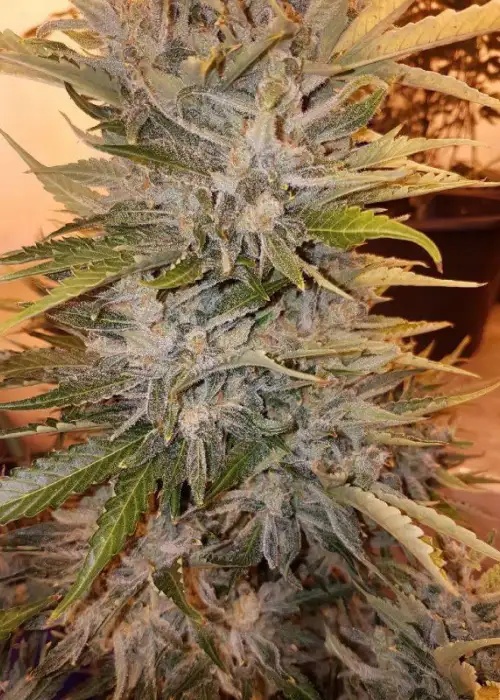 Gorilla Cake Auto by Niagara Seed Bank, Autoflower cannabis strain