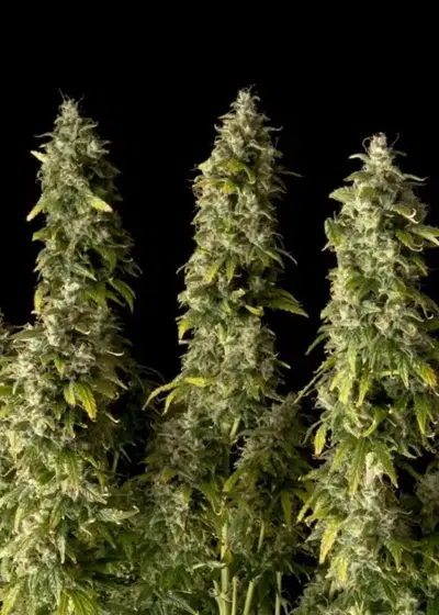 Gorilla Candy Auto cannabis strain