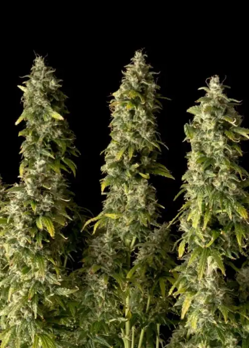 Gorilla Candy Auto by Seedsman, Autoflower cannabis strain