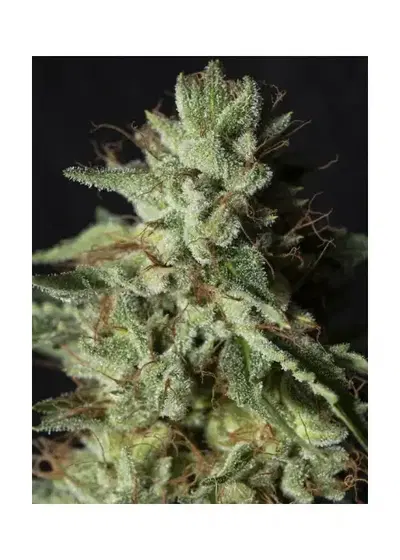 Gorilla Candy by Atlas Seed cannabis strain