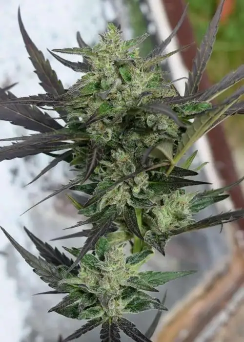 Gorilla Cookie Automatic by Urban Legends, Autoflower cannabis strain