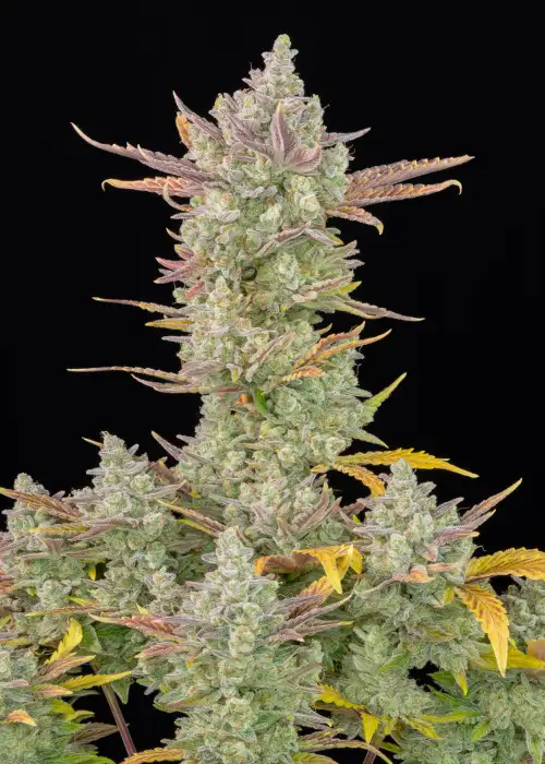 Gorilla Cookies Auto by Ganja Farmer, Autoflower cannabis strain