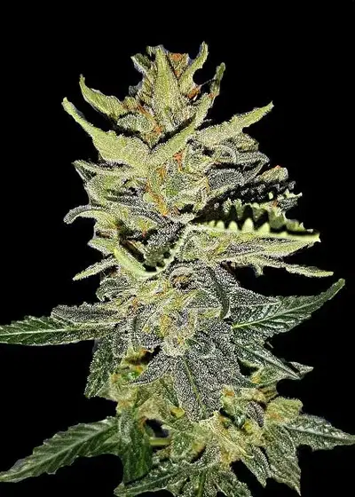 Gorilla Cookies Automatic by Club Riot Seeds, Autoflower cannabis strain