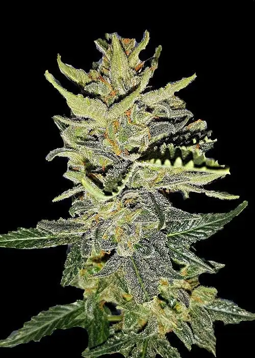 Gorilla Cookies Automatic by Club Riot Seeds, Autoflower cannabis strain