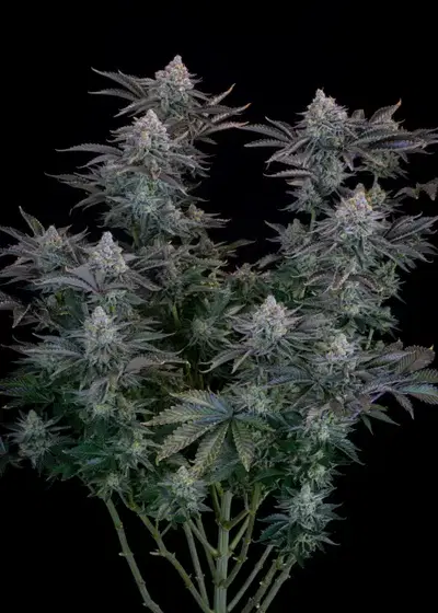 Gorilla Cookies FF by Fast Buds, Photoperiod cannabis strain
