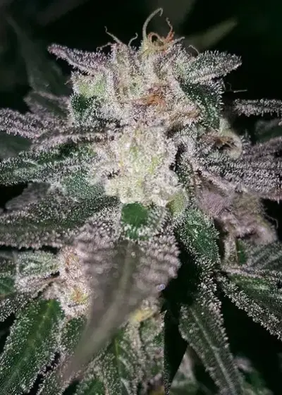 Gorilla Cookies by Pure Instinto, Photoperiod cannabis strain