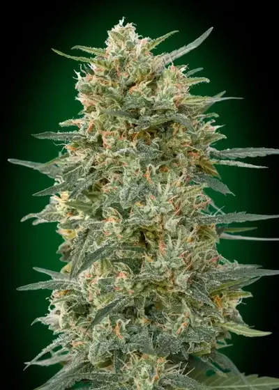 Gorilla Fast by 00seeds, Photoperiod cannabis strain