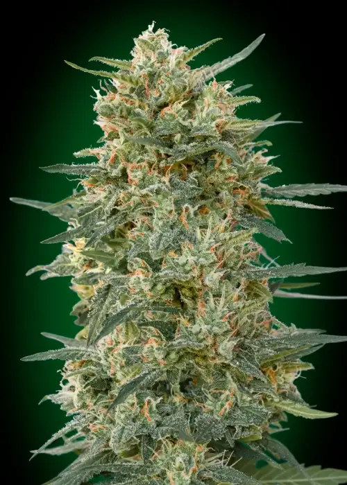 Gorilla Fast by 00seeds, Photoperiod cannabis strain