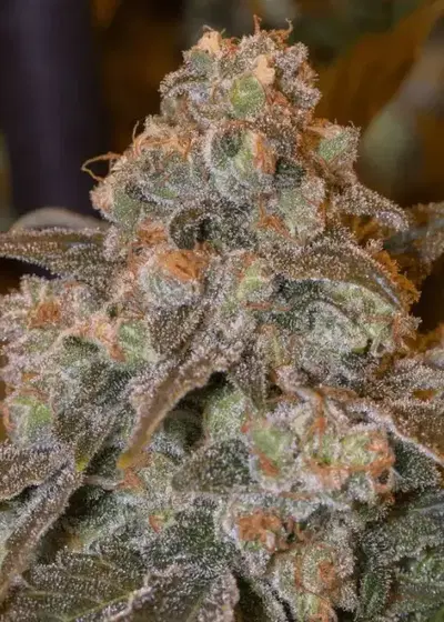 Gorilla Frost by Silent Seeds, Photoperiod cannabis strain