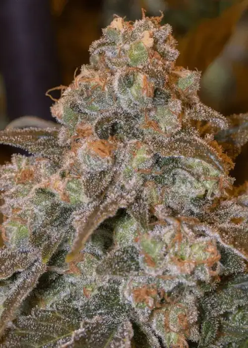 Gorilla Frost by Silent Seeds, Photoperiod cannabis strain