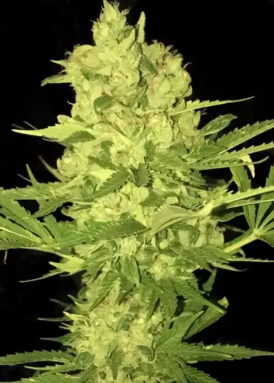 Gorilla Gelato by Atlas Seed cannabis strain