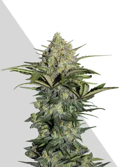 Gorilla GG4 by Auto Seeds, Autoflower cannabis strain