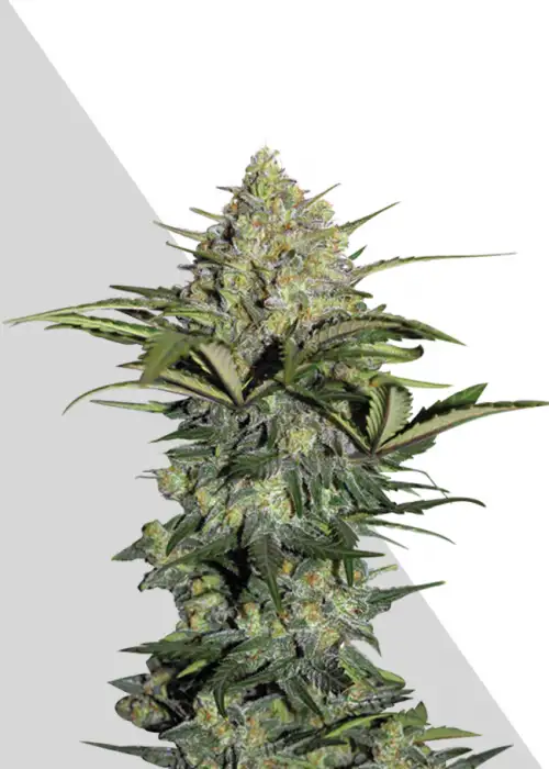 Gorilla GG4 by Auto Seeds, Autoflower cannabis strain