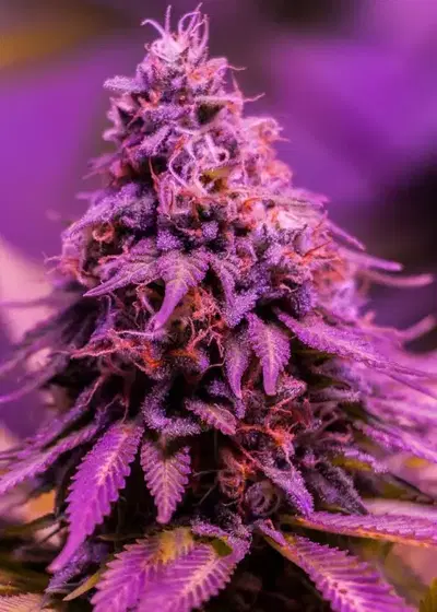 Gorilla Ghost by BSF Seeds, Photoperiod cannabis strain