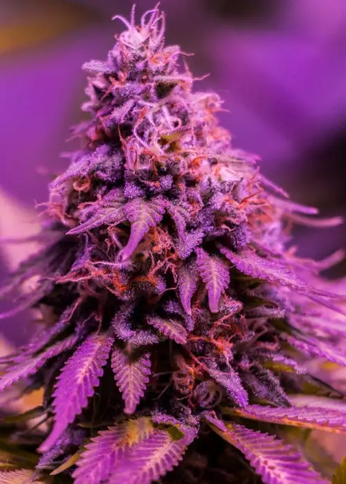 Gorilla Ghost by BSF Seeds, Photoperiod cannabis strain