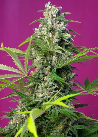 Gorilla Girl cannabis strain